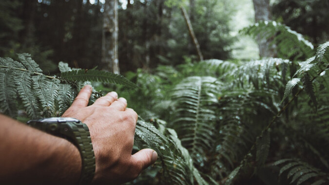 Hand reaching through lush green ferns.